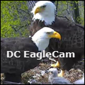 Dc Eagle Cam